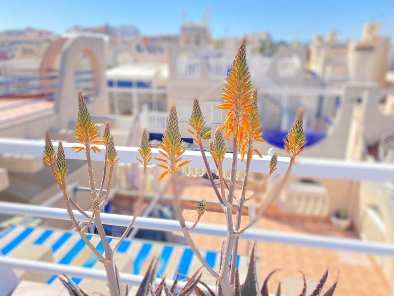 Sea View Apartments Dunas De La Mata 托雷维耶哈 外观 照片